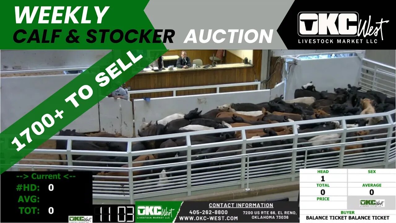 4/18/2023 - OKC West Calf and Stocker Auction