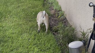 Turtle & Pug in Paradise Part 4- 10/14/2021 - 4K