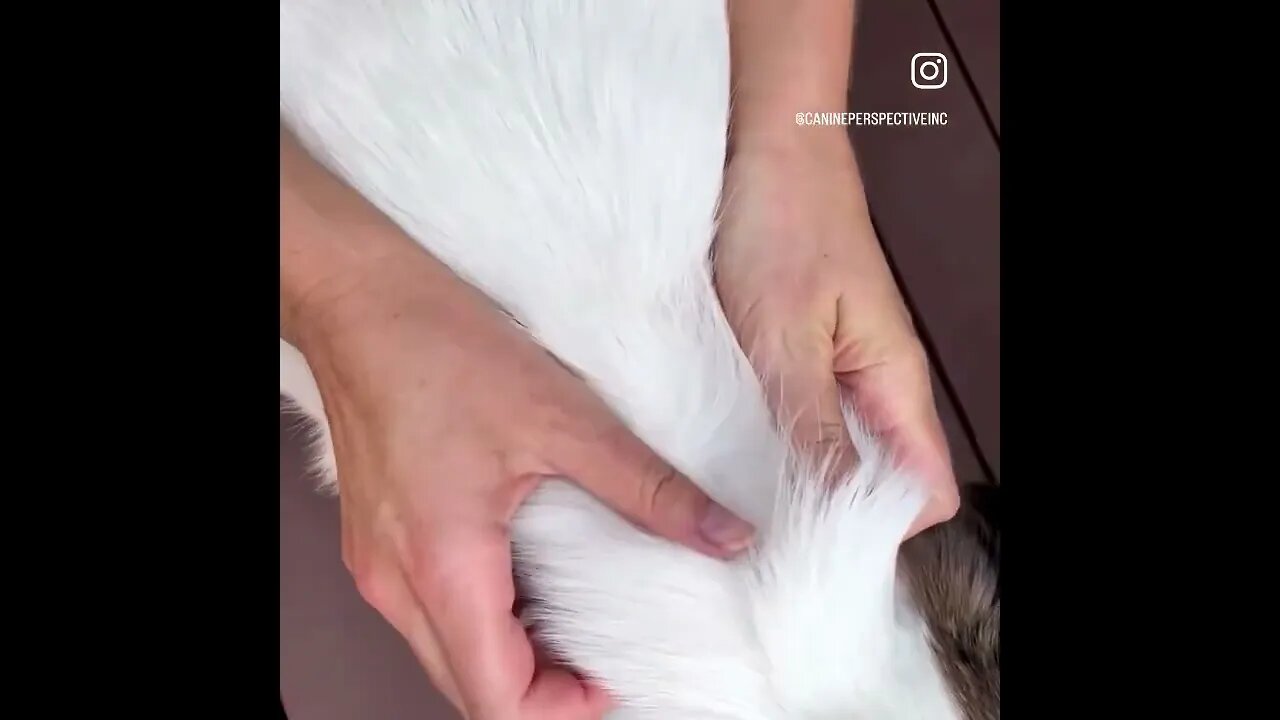 Checking Your Dog’s Fur During Tick Season In The Suburbs Of Chicago, IL