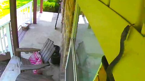 Snake Slithering on The Side of My House | Doorbell Camera Video