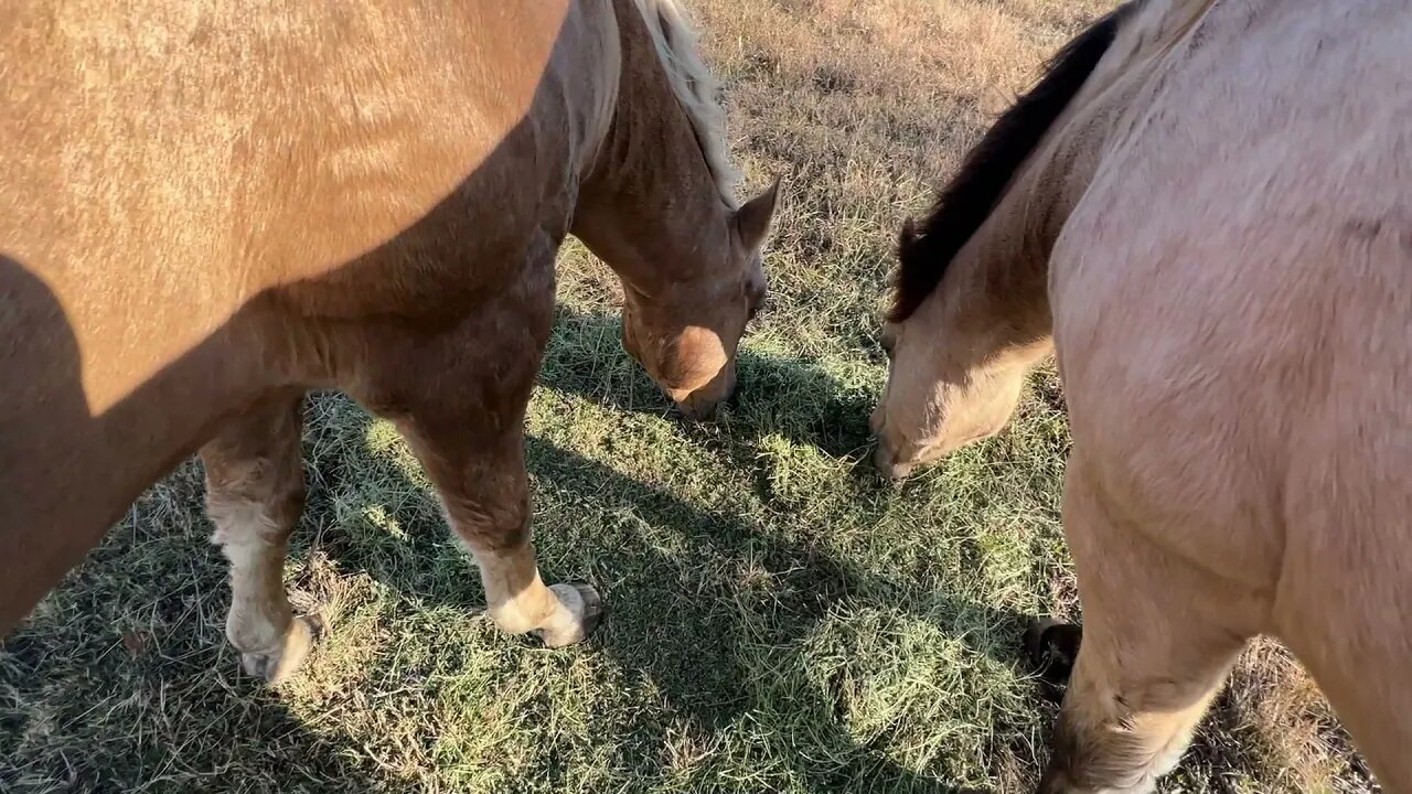 Horsy World College: What Is Threshold Corrections or Control Of Horses?