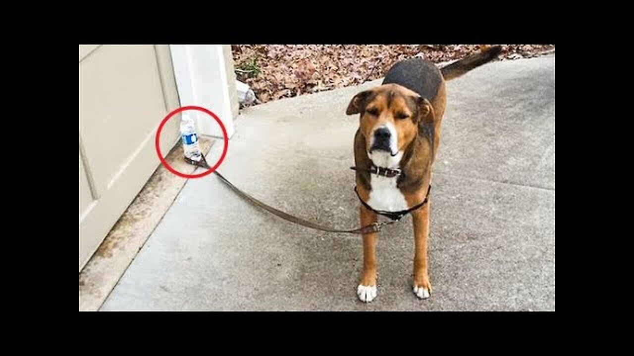 Funniest Animals 🐧 - Best Of The 2020 Funny Animal Videos 😁 - Cutest Animals Ever