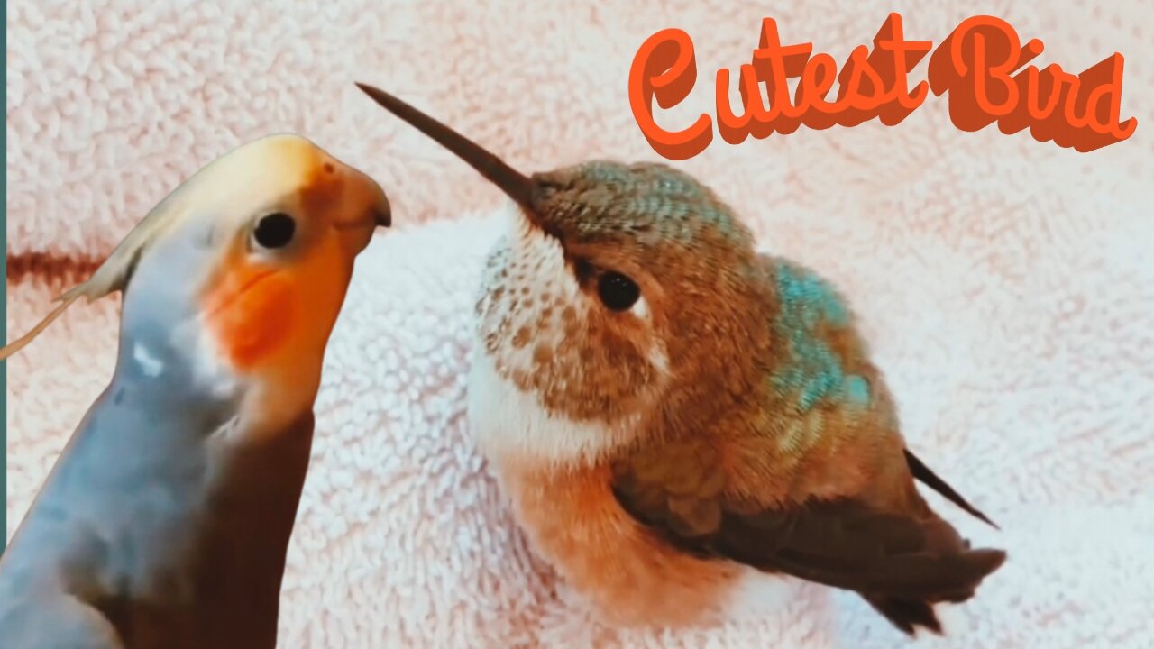 Very cute baby Hummingbird / Parrot singing a song.
