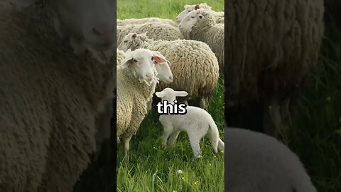 CAN YOU FIND the Imposter SHEEP 😱 Wholesome Moments