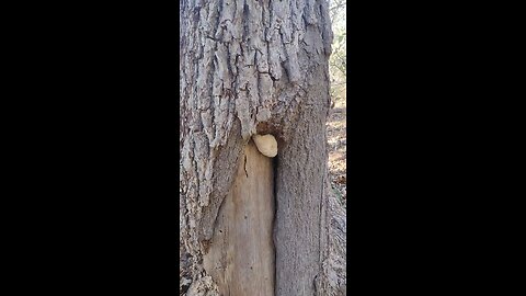 lions mane mushroom hunt