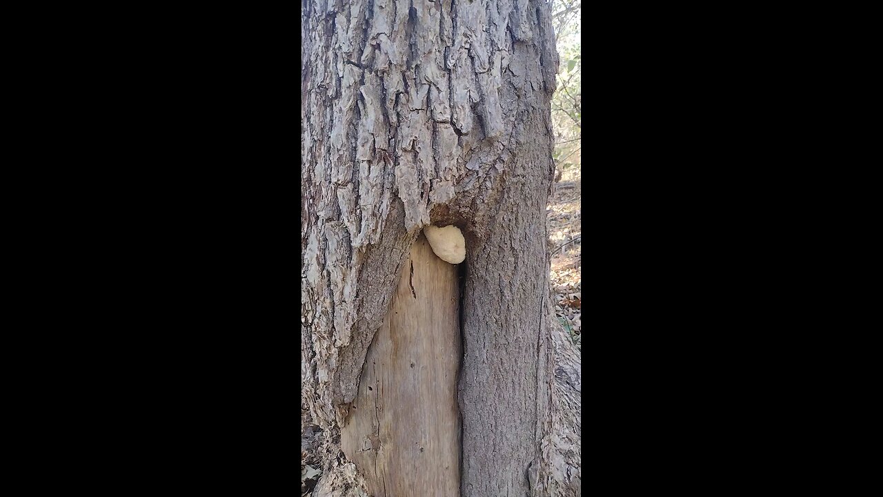 lions mane mushroom hunt