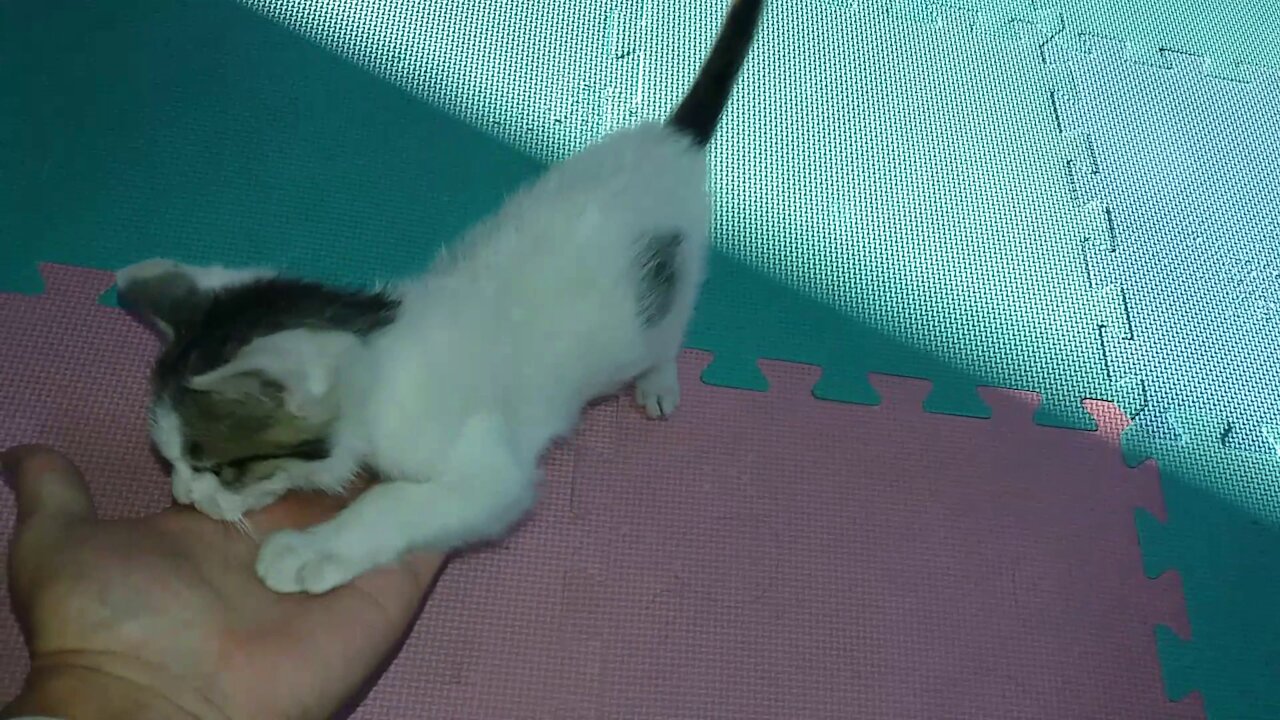 I measure the size of the Cumang that ran to me.(41day old cat - part2)