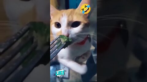 Funny cat reaction 😂🤣😂.....#shorts #funnycat #funnycatreaction #funnycatshortclip
