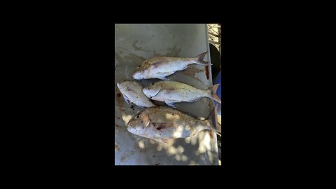 Catch and cook snapper!