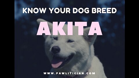 Akita: Know your Dog Breed