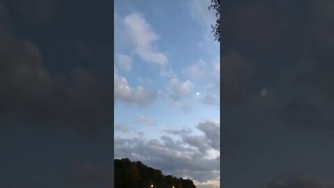 Halloween live bats - Kennesaw GA