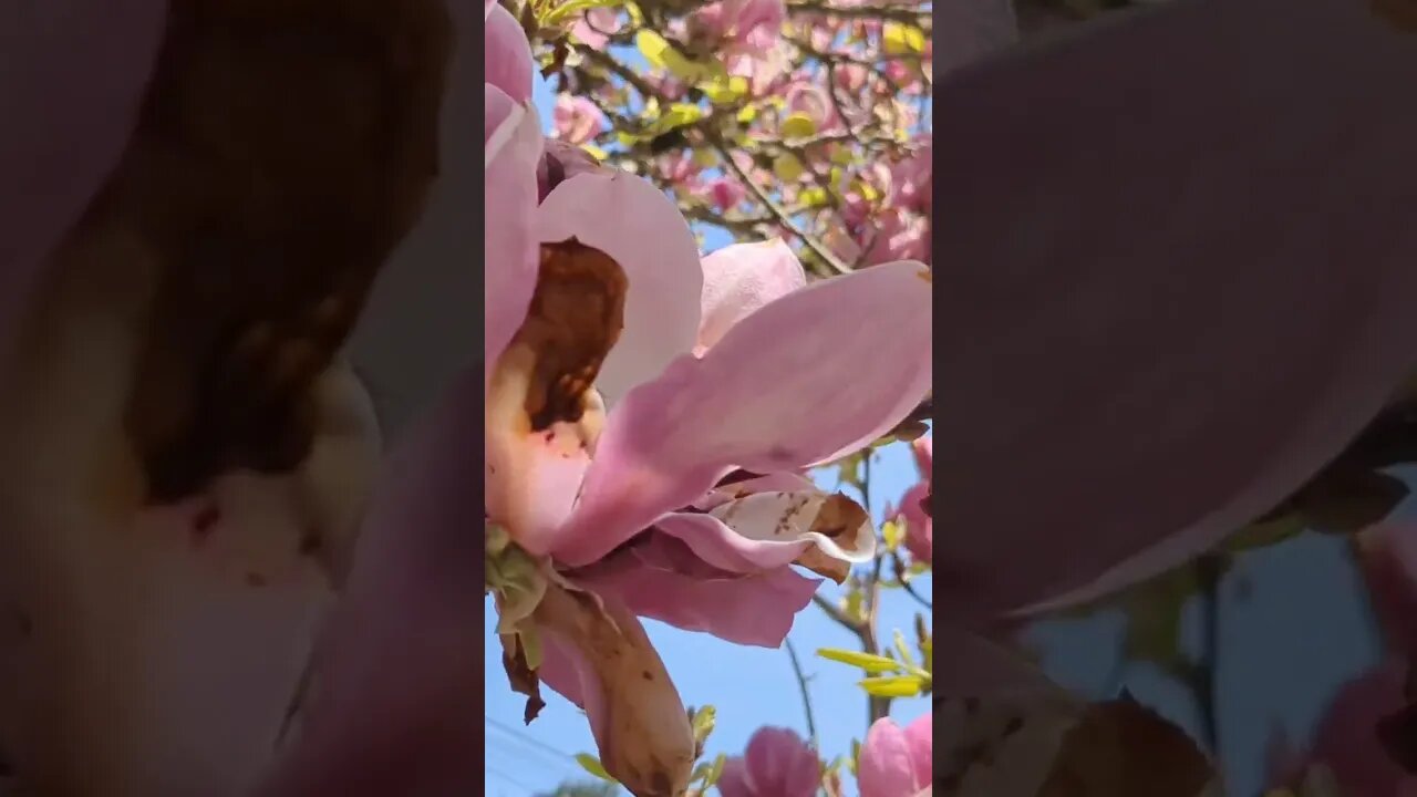 Free The Bee (Magnolia)