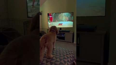 Dog's only brave when the cat’s not looking #shorts #funny