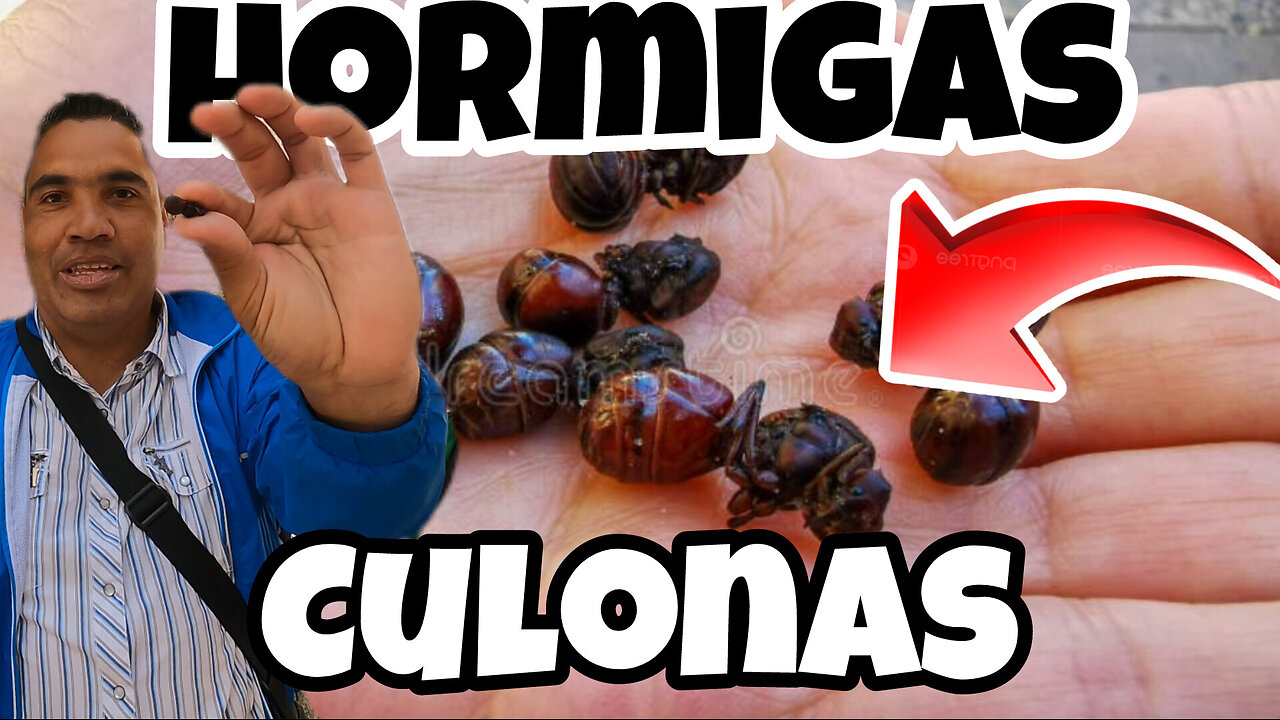 PROBANDO HORMIGAS CULONAS EN BOGOTÁ I medicenjhos