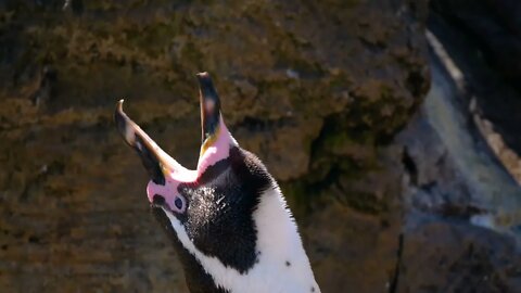 Penguins are very old animals. They are older than dinosaurs19