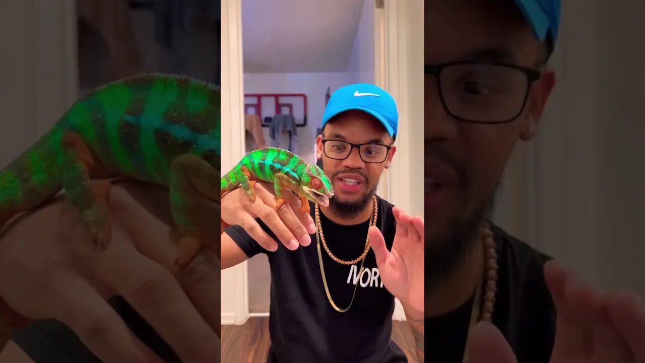 The LONGEST Tongue In The World! 🌎🦎