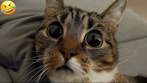 Funniest animals😸 - Best Of The Funny cats/dogs - Funny animals - Funny animal videos - Animals Gags