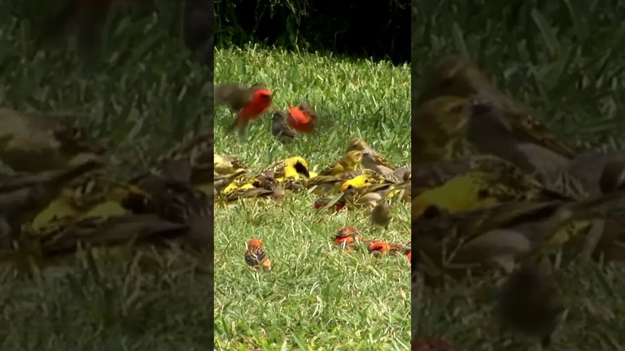Mauritius Birds eating this morning #shorts
