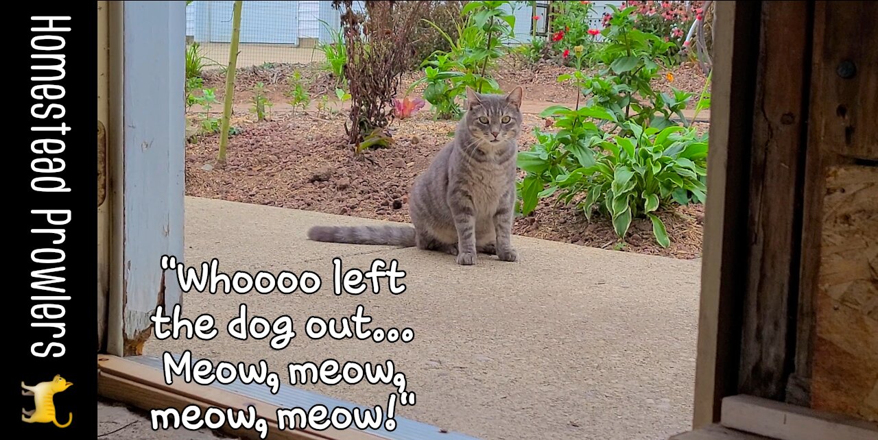 Floki Cat Flirts With Crazy Cousin Cujo From Canada