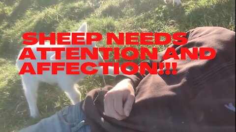 Sheep needs attention and affection!!!