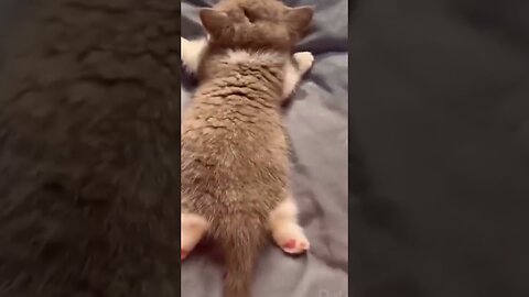 cute animals))