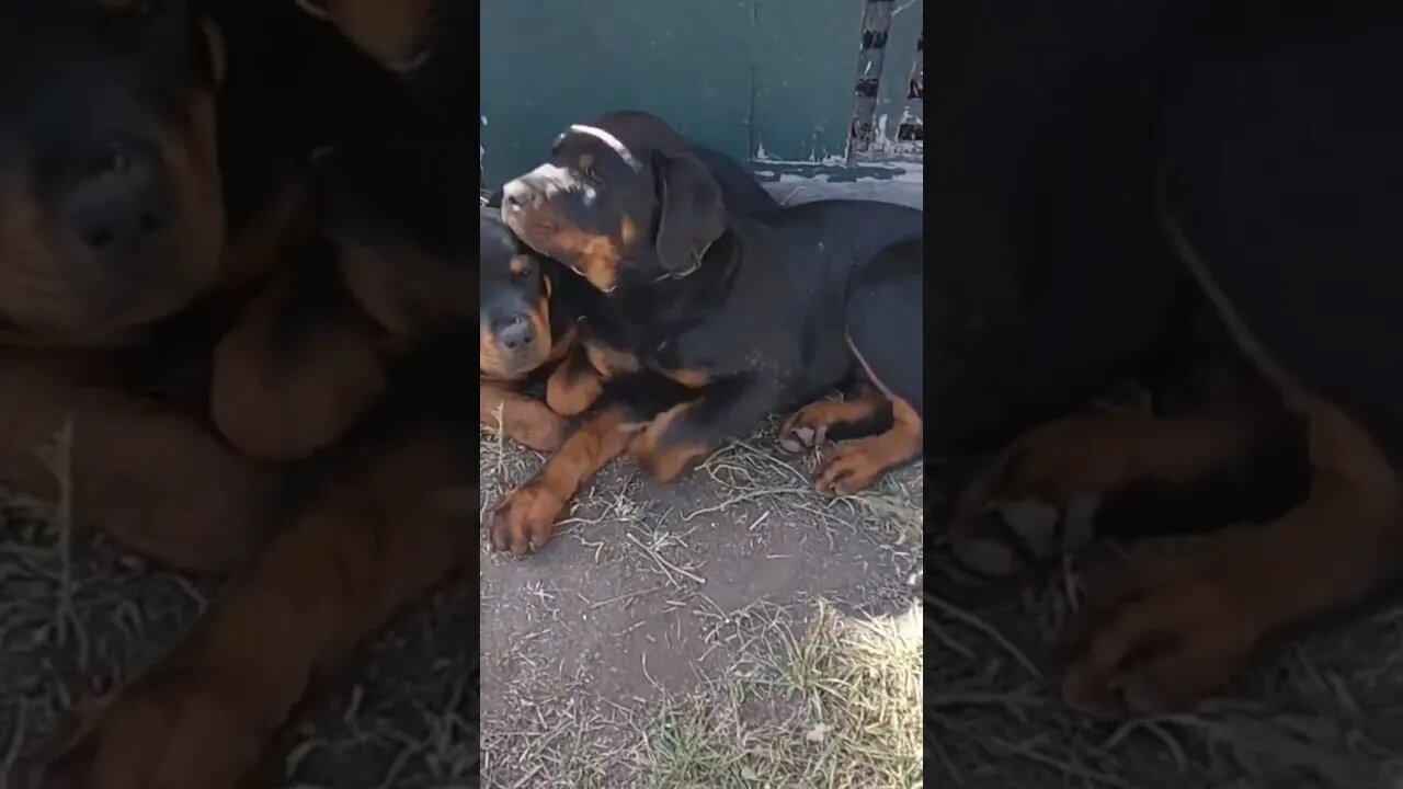 Rottweilers - Put That Damn Phone Away And Leave Us Alone.