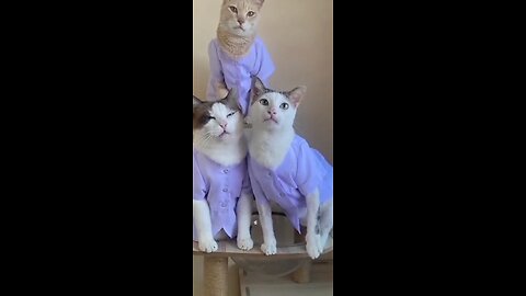 CAT FUNNY VIDEO