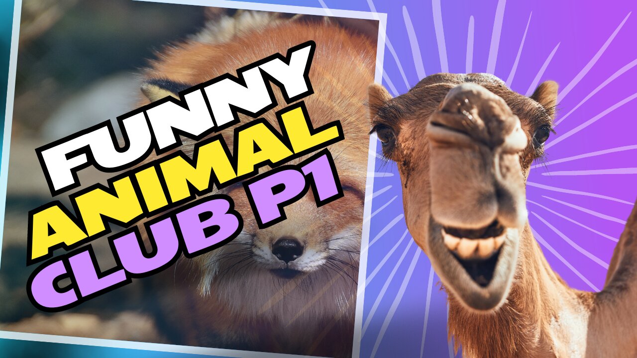 Hilarious Animal Antics: Funniest Animal Videos Compilation