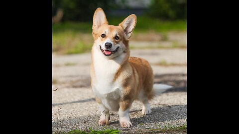 "Unleashing joy one wag at a time. 🐾 #PawsitivelyAdorable"