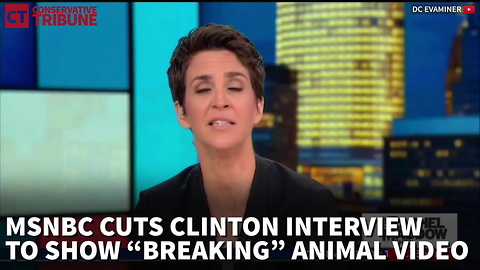 MSNBC Spices Up Clinton Interview With A Panda