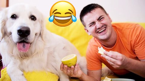 Dog vs. Sour Lemon😅 Funniest Animals🤣 - Best Of The 2024