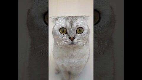 funny cat