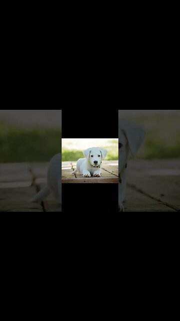 Cute white Puppy