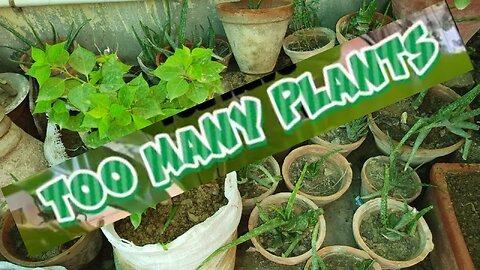 Kichengarden routine and the family will not be working