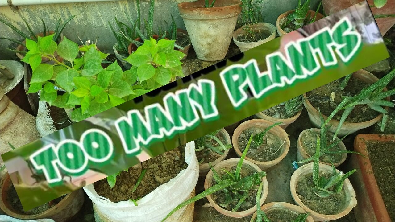 Kichengarden routine and the family will not be working