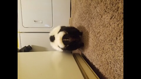 Bruiser the Skunk 2
