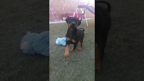 🐶❤️#doberman #puppy ATTACKS MY PHONE!😱 #dobermanlove #dobermanpuppies #dobermanpinscher #dobies
