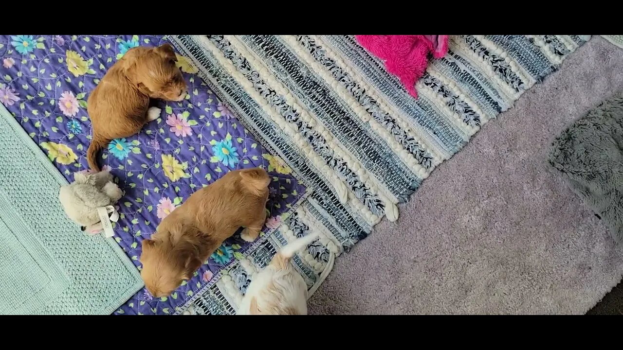 W Litter - July 9th(3)