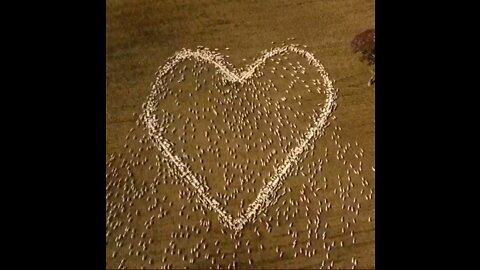 May Love Be Thé Driving Force in your FIGHT For Freedom! #WeStandWithTheFarmers