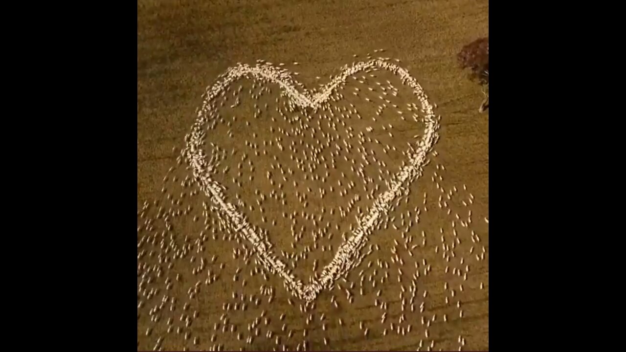 May Love Be Thé Driving Force in your FIGHT For Freedom! #WeStandWithTheFarmers