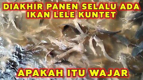 Diakhir panen selalu tersisa LELE KUNTET ! Apakah itu WAJAR...?