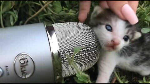 LOVELY BABY CAT❤