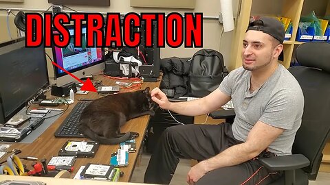 Why Blackberry the kitten got kicked out of the shop
