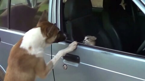 Angry Cats VS Dogs Funny Compilation