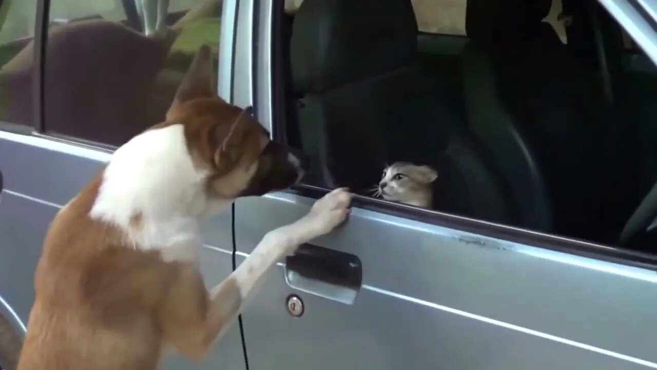 Angry Cats VS Dogs Funny Compilation