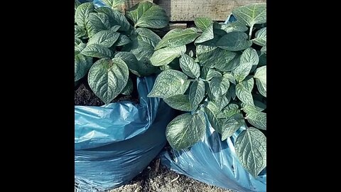 So Easy!! Free food. #costofliving Growing potatoes.