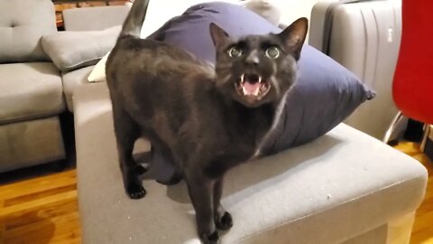 Meet Clinton, the best cat in the world ❤️