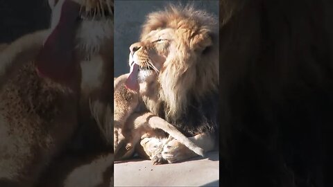 Lion his Cubs #shorts #short