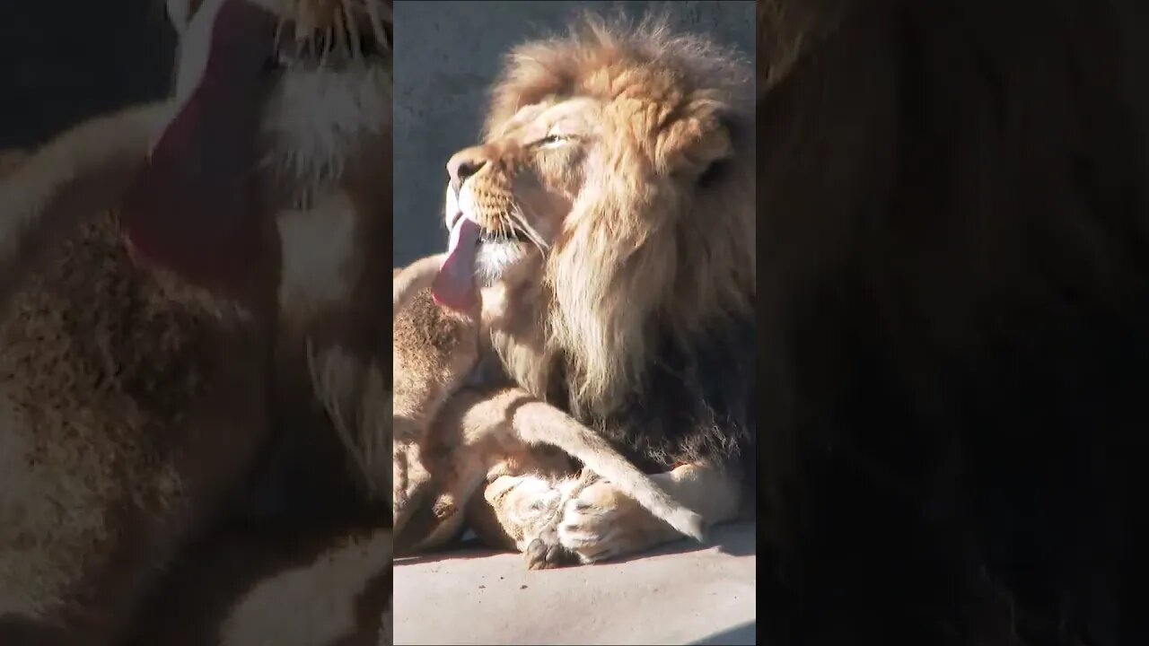 Lion his Cubs #shorts #short