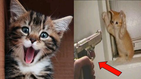 funniest cats and dogs videos